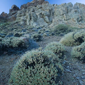 Pterocephalus lasiospermus with rock formations in the distance, Los Roques de Garcia