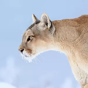 Puma (Puma concolor) female, with frozen whiskers, portrait, Torres del Paine National Park / Estancia Laguna Armarga, Patagonia, Chile