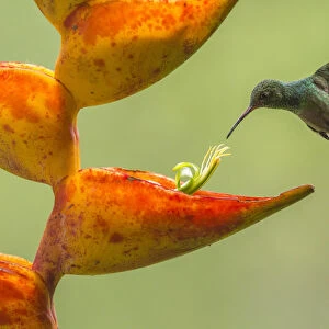 Rufous-tailed hummingbird (Amazilia tzacatl) feeding from Heliconia flower (Heliconia