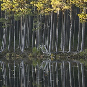 Scots pine trees reflected in mirror-calm loch in late evening light, Loch Mallachie