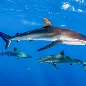 Silky shark (Carcharhinus falciformis), three in Caribbean Sea off Gardens of the