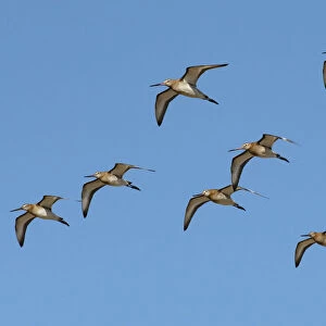 Small flock of migrating Black-tailed godwits (Limosa limosa) in flight against a bright blue sky, River Coquet Estuary, Northumberland, UK. September