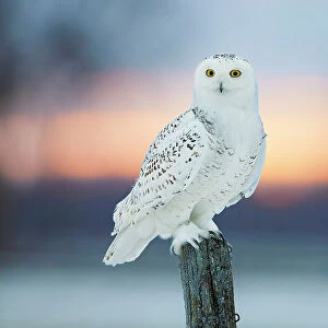Snowy owl (Bubo scandiaca) perched on wodden post at dusk, Canada. February