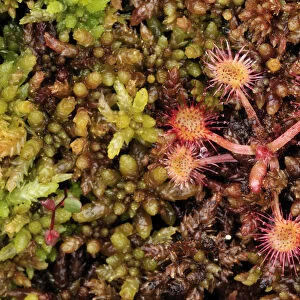 Sundew plants {Drosera sp} growing on the forest floor, Bog forest, Kemeri National Park