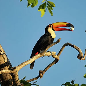 Toco toucan (Ramphastos toco) perched on branch, holding egg in its bill before swallowing it, Pantanal, Brazil