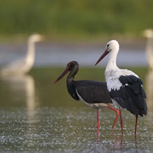White stork (Ciconia ciconia) and a Black stork (Ciconia nigra) with Grey herons