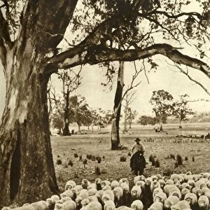 Australia - A drover with some of his charges on a sheep station in the State of Victoria, c1948