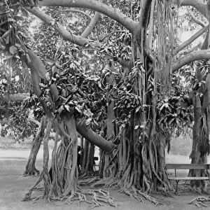 Banyan tree, Kingston Park, Jamaica, c1905. Artist: Adolphe Duperly & Son