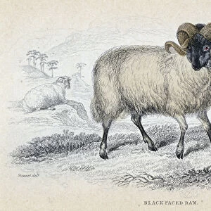 Black Faced Ram, mid 19th century. Artist: William Home Lizars