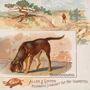 Bloodhound, from Quadrupeds series (N41) for Allen & Ginter Cigarettes, 1890