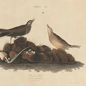 Brown Lark, 1827 / 1830. Creator: William Home Lizars