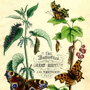 The Butterflies of Great Britain, c1855