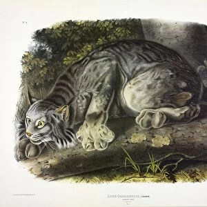 Canada Lynx, Lynx Canadensis, 1845