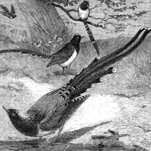 Chinese magpies in the Zoological Society's Gardens, Regent's Park, 1862. Creator: Unknown