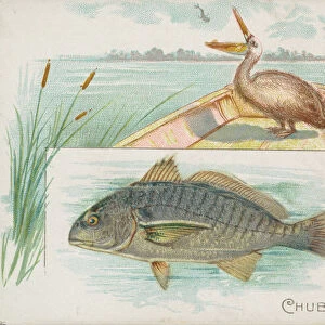 Chub, from Fish from American Waters series (N39) for Allen & Ginter Cigarettes, 1889