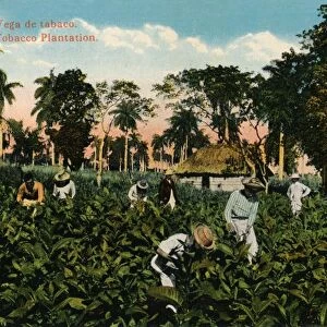 Cuba: Vega de tabaco. Tobacco Plantation, c1900