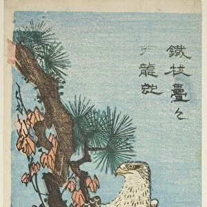 Falcon on ivy-covered pine branch, 1830s. Creator: Ando Hiroshige