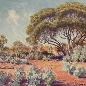A Fertile Spot in Central Australia, 1923. Creator: Unknown