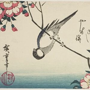Great tit on cherry blossom branch, 1830s. Creator: Ando Hiroshige