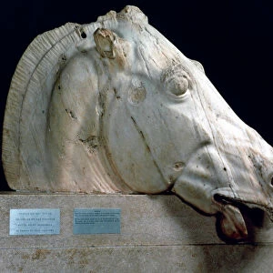 Head of a horse from the Chariot of Selene from the east pediment of the Parthenon, 447-432 BC