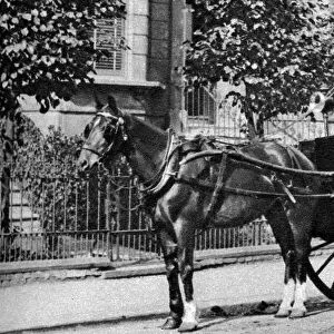 A horse-drawn hansom cab, London, 1926-1927