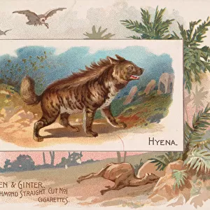 Hyena, from Quadrupeds series (N41) for Allen & Ginter Cigarettes, 1890