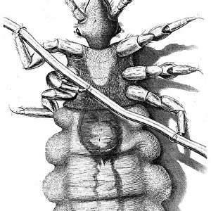 Louse clinging to a human hair, 1665