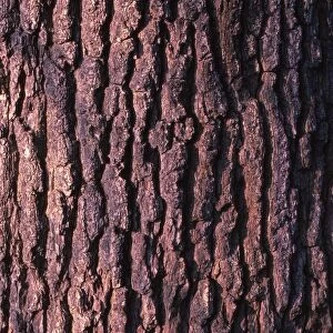 Oak Tree Bark, 20th century. Artist: CM Dixon
