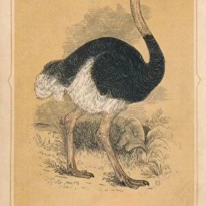 The Ostrich, (Struthio camelus), c1850, (1856)