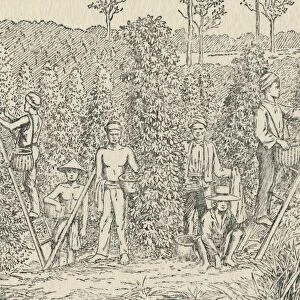 Pepper Plantation, 1924
