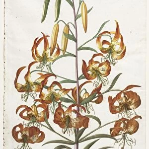 Plantae Selectae: No. 11 - Lily. Creator: Georg Dionysius Ehret (German, 1708-1770)