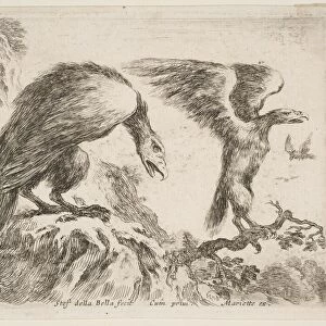 Plate 2: eagle and eaglet, from Various animals (Diversi animali), ca. 1641