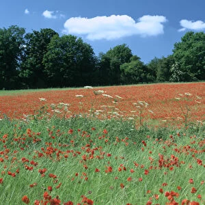 Poppy field, near Polesden Lacey, Surrey
