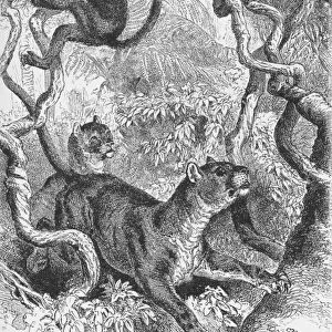 The Puma, c1885, (1890). Artist: Robert Taylor Pritchett
