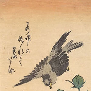 Sparrow and Hibiscus, ca. 1834. ca. 1834. Creator: Ando Hiroshige