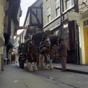 Tetley shire horses in the Shambles, York, North Yorkshire, 1969. Artist: Michael Walters