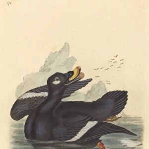 Velvet Duck. Creator: Unknown