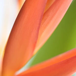 Absttract Close-Up View Of Heliconia