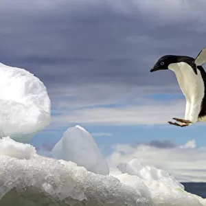 An Adelie penguin, Pygoscelis adeliae, jumping on an iceberg