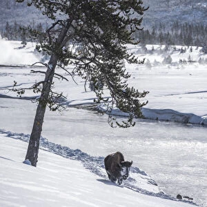 Bison walking along the Firehole River in winter, Yellowstone National Park, USA