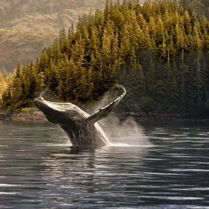 Breaching Humpback Whale In Prince William Sound, Southcentral Alaska, Summer