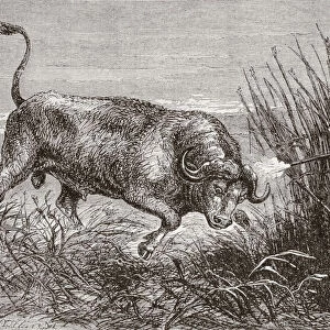 Buffalo Hunting In Africa In The 1860 s. From L univers Illustre Published In Paris In The 1868