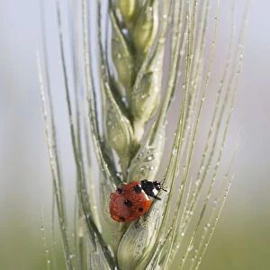Close up of a ladybug (coccinellidae) on the head of green wheat with dew drops; Alberta canada