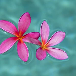 Close-Up Of Pink Plumeria Flowers In Water; Maui, Hawaii, United States Of America