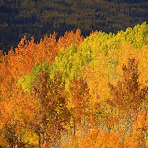 Colorado, Near Steamboat Springs, Autumn Aspen Trees On Buffalo Pass