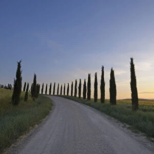 Cypress Lined Road at Sunrise, Monteroni d Arbia, Siena Province, Tuscany, Italy