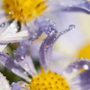 Dew Drops Balance On Aster Blossoms; Astoria, Oregon, United States Of America
