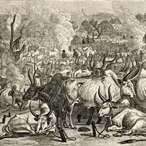 A Dinka Cattle Park, Southern Sudan, Africa In The 19Th Century. From The Worlds Inhabitants By G. T. Bettany Published 1888