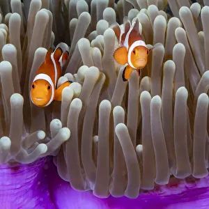 As you move East, the Western clown anemonefish (Amphiprion ocellaris), pictured here, is replaced with the Eastern clown anemonefish (Amphiprion percula); Philippines