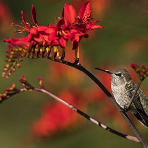 Female Annas Hummingbird perched on a Lucifer Crocosmia plant in the evening sunlight